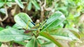 picture of a painted grashopper on a plant Royalty Free Stock Photo