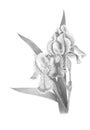 Picture Painting Picture pencil Painting graphic Painting black and white Drawing Iris flower