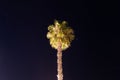Picture of a palm tree against a stunning starry sky