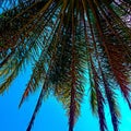 date palm tree image Royalty Free Stock Photo