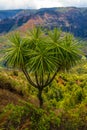 Palm tree at Waimea Canyon, Kauai, Hawaii Royalty Free Stock Photo