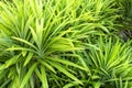 Picture pandan trees in garden, for good smelling Royalty Free Stock Photo