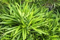 Picture pandan trees in garden, for good smelling Royalty Free Stock Photo