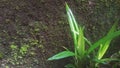 A picture of pandanus plant or pandanus amaryllifolius Royalty Free Stock Photo