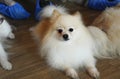 Picture Papillon dogs are in the toy group. They are small in size,