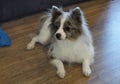 Picture Papillon dogs are in the toy group. They are small in size,