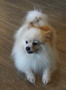 Picture Papillon dogs are in the toy group. They are small in size,