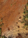 Pawprints through Canyon Mud in Summer