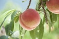 Peach of fresh orchard. Royalty Free Stock Photo