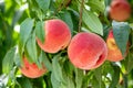 Fresh and sweet orchard peach.