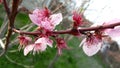 Peach tree flowers Royalty Free Stock Photo
