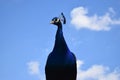 Peacock in the sky