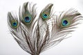 Picture of peacock`s male peafowl feather Royalty Free Stock Photo