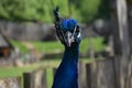 Pocker face peacock