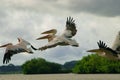 Picture of pelicans captured in Senegal Royalty Free Stock Photo