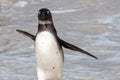 Penguin colony in Boulders beach, hosting more than 3000 penguins near Cape Town, South africa Royalty Free Stock Photo