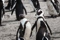 Penguin colony in Boulders beach, hosting more than 3000 penguins near Cape Town, South africa Royalty Free Stock Photo