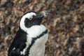 Penguin colony in Boulders beach, hosting more than 3000 penguins near Cape Town, South africa Royalty Free Stock Photo