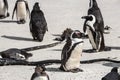 Penguin colony in Boulders beach, hosting more than 3000 penguins near Cape Town, South africa Royalty Free Stock Photo