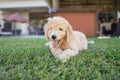 picture perfect golden doodle puppy staring at camera with mouth open and tongue out outdoors