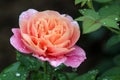 Amazing peach color petals of rose in early morning light and rain drops, with green background of plant`s leaves