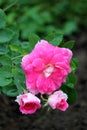 Pink and white color petals of roses in early morning light and rain drops, with green background of plant`s leaves beyond Royalty Free Stock Photo