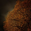 Picture perfect tree branches in night light