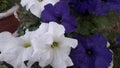 A picture of Petunia surfina