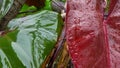 a picture of philodendron erubescens with water drop Royalty Free Stock Photo