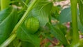 A picture of Physalis angulata or groundcherry or ciplukan Royalty Free Stock Photo