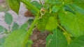 A picture of Physalis angulata or groundcherry or ciplukan