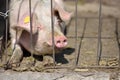 Picture of piglet sleeping behind metal cage tied with wire at a