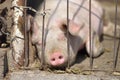 Picture of piglet sleeping behind metal cage tied with wire at a