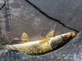 Pike in a fish net, European pike caught in spinning, fishing predator fish, spinning fishing Royalty Free Stock Photo