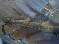 Pike in a fish net, European pike caught in spinning, fishing predator fish, spinning fishing Royalty Free Stock Photo