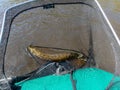 Pike in a fish net, European pike caught in spinning, fishing predator fish, spinning fishing Royalty Free Stock Photo