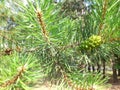 Image pine branch and green cone Royalty Free Stock Photo