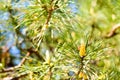 Picture of pine branchlets early spring blooms