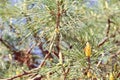 Picture of pine branchlets early spring blooms