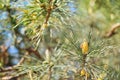 Picture of pine branchlets early spring blooms