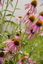 Pink cone flowers at the Magnolia plantation in Charleston South Carolina Royalty Free Stock Photo