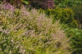 A picture of the pink Erica flowe in the garden.