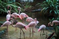 Groupe of flamingos standing in water in a jungle.
