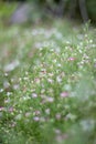 The picture of a pink flower garden with beautiful green blur