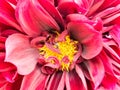 Macro shot of a pink flower.