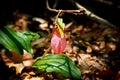 Pink lady slipper flower Royalty Free Stock Photo