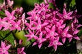 Pink pentas flowers