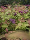 Picture of a pink plant in the gardenery.