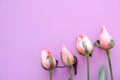 Picture of pink rose on pink background