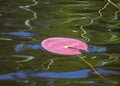 Picture with pink water lily leaf, beautiful water and glare texture